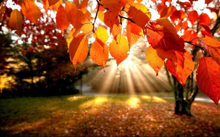 autumn-leaves-wallpapers-photos1.jpg